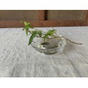 French vintage small cup in silver sterling and crystal, handmade, Minerva stamp