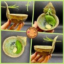 NEW Herb Stripper Bowl AND garlic grater in one NEW colors