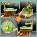 NEW Herb Stripper Bowl AND garlic grater in one NEW colors